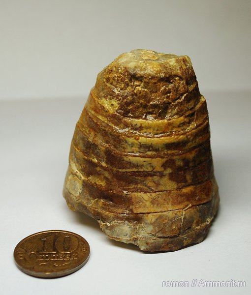 ортоцерасы, Orthocerida