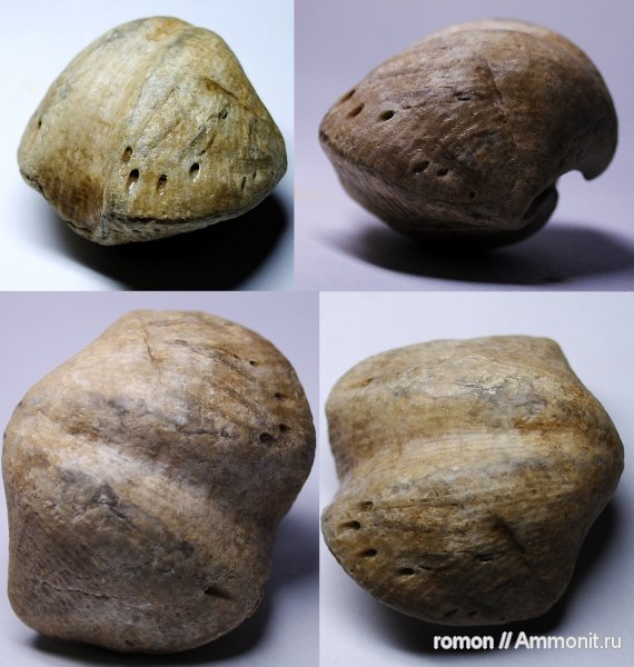 Spiriferida, Epizoans