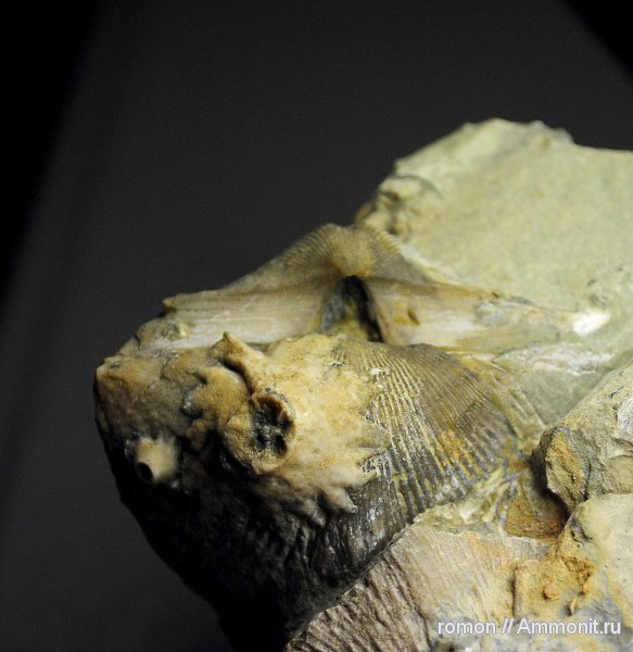 брахиоподы, девон, криноидеи, Devonian, Spiriferida, обрастание, корни криноидей, holdfast, encrustation of brachiopods, Epizoans, Crinoid holdfast