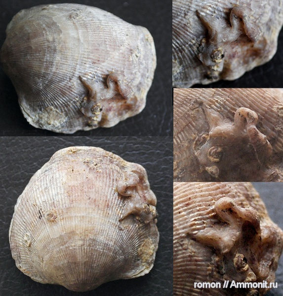 брахиоподы, девон, Devonian, ?, Atrypa, Atrypida, обрастание, encrustation of brachiopods, Epizoans