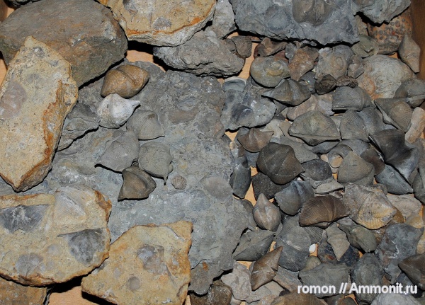 брахиоподы, девон, Devonian, Spiriferida