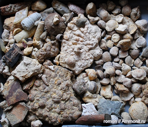 брахиоподы, девон, кораллы, Devonian