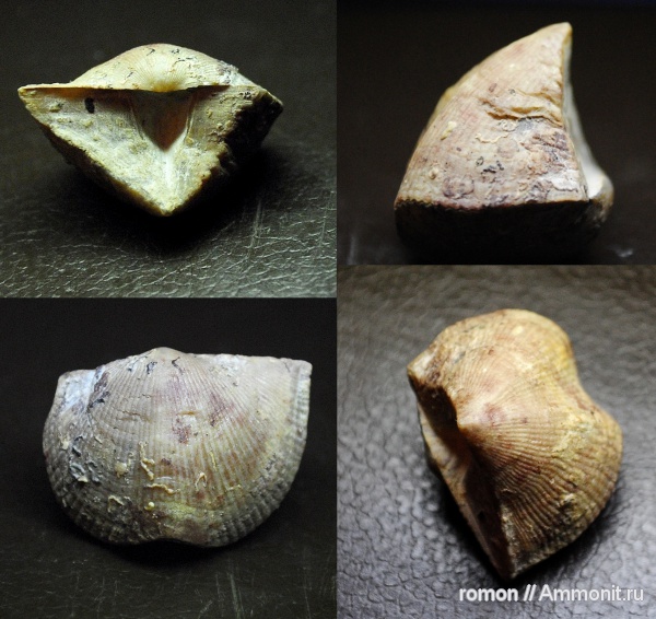 брахиоподы, девон, Devonian, Cyrtospirifer, Spiriferida, Cyrtospirifer tenticulum