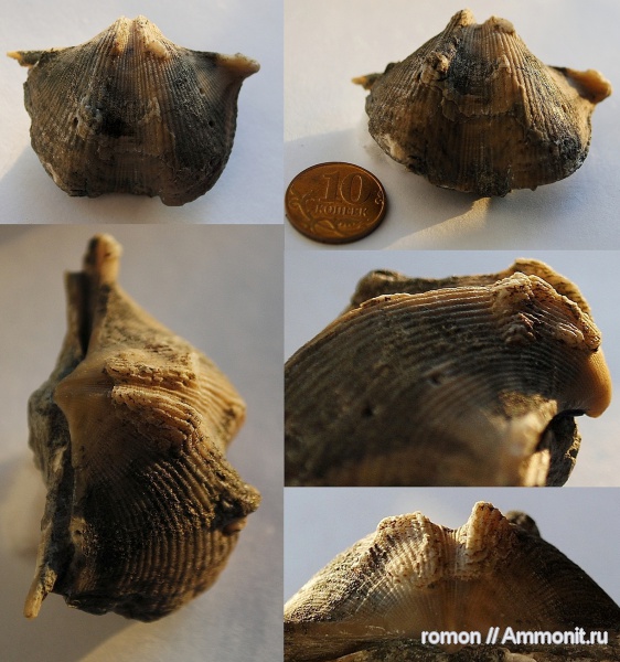 брахиоподы, девон, Devonian, Spiriferida