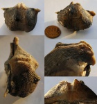 Девонская " чертышка".