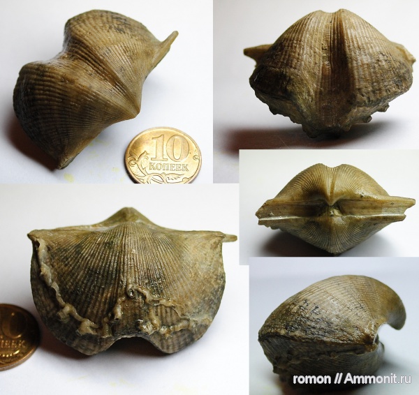 брахиоподы, девон, Devonian, Aulopora, Spiriferida, обрастание, encrustation of brachiopods