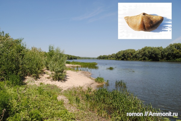 брахиоподы, девон, Devonian, Рудкино