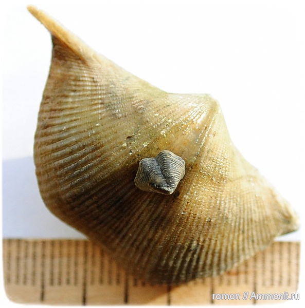 брахиоподы, девон, Devonian, Cyrtospirifer, Spiriferida