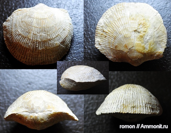 брахиоподы, девон, Devonian, Atrypida