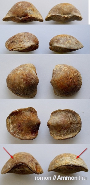 брахиоподы, девон, Devonian, Atrypida