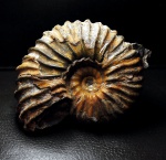 Дагестанский аммонит.