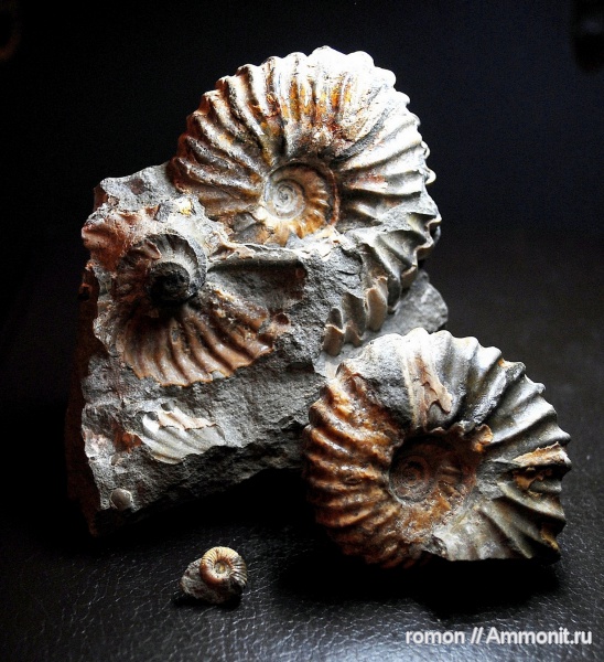 аммониты, Ammonites, Parahoplites, Parahoplitidae