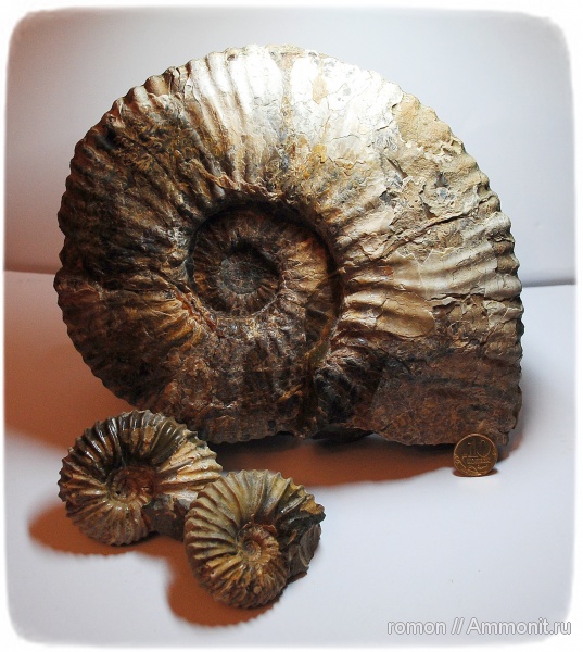 аммониты, Ammonites, Acanthohoplites, Parahoplites, Parahoplitidae