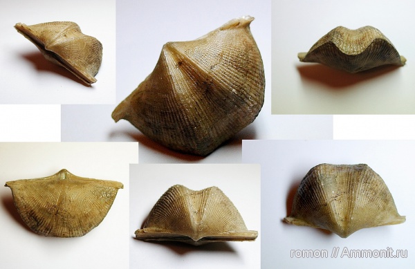 брахиоподы, девон, Devonian, Cyrtospirifer, Spiriferida, Cyrtospirifer disjunctus