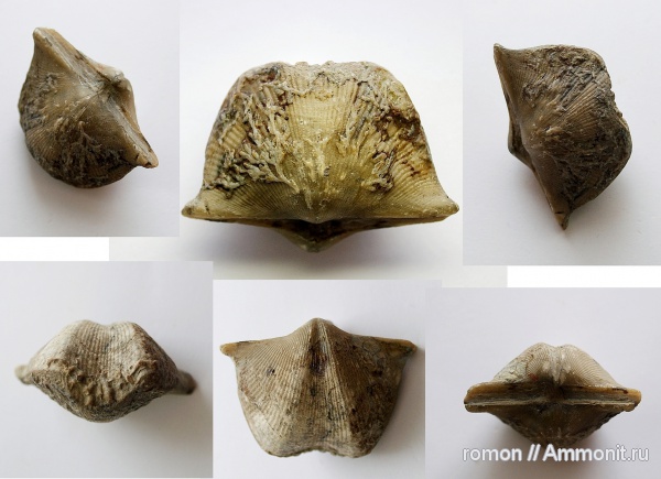 брахиоподы, девон, Devonian, Aulopora, Cyrtospirifer, Hederella, Spiriferida, обрастание, Cyrtospirifer disjunctus, encrustation of brachiopods, Epizoans