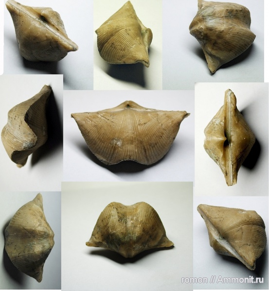 брахиоподы, девон, Devonian, Cyrtospirifer, Spiriferida, Cyrtospirifer disjunctus