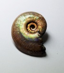 Рязанский малыш.