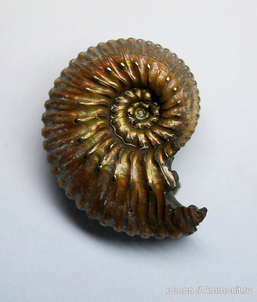 Kosmoceras, Kosmoceras proniae