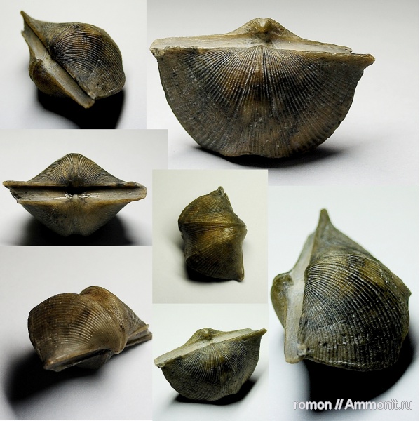 брахиоподы, девон, Devonian, Cyrtospirifer, Spiriferida