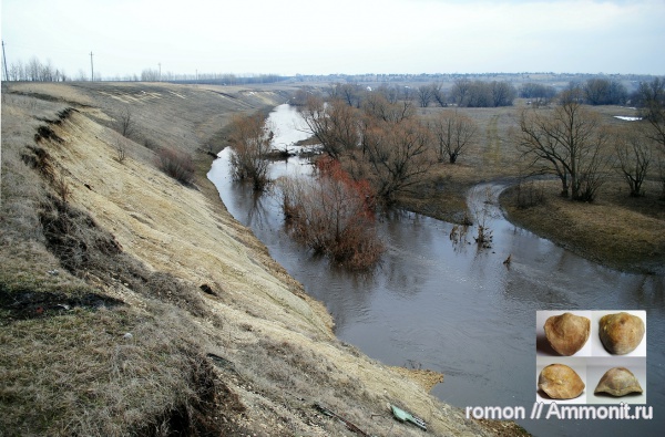 брахиоподы, девон, Devonian