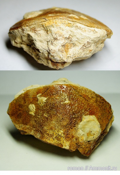 девон, Devonian, плакодермы, панцирные рыбы, Ptyctodus