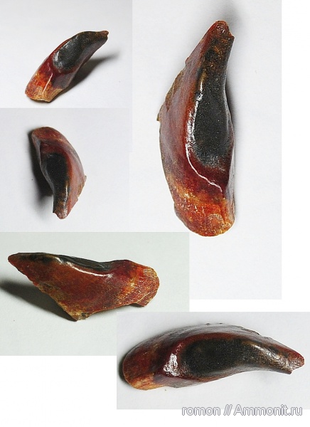 девон, Devonian, плакодермы, Ptyctodus