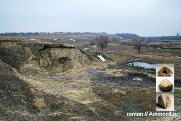 брахиоподы, девон, Devonian