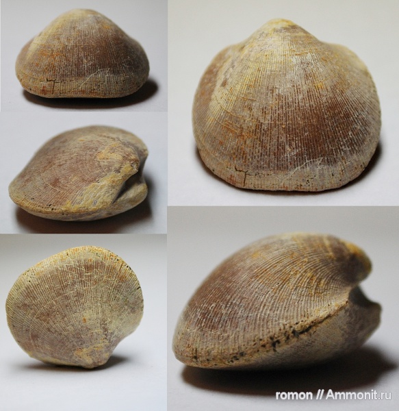 брахиоподы, девон, Devonian, Orthida, Schizophoria