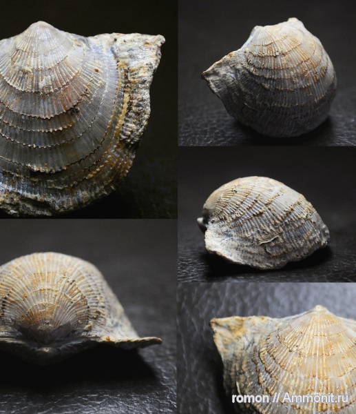 брахиоподы, девон, Devonian, Atrypa, Atrypida