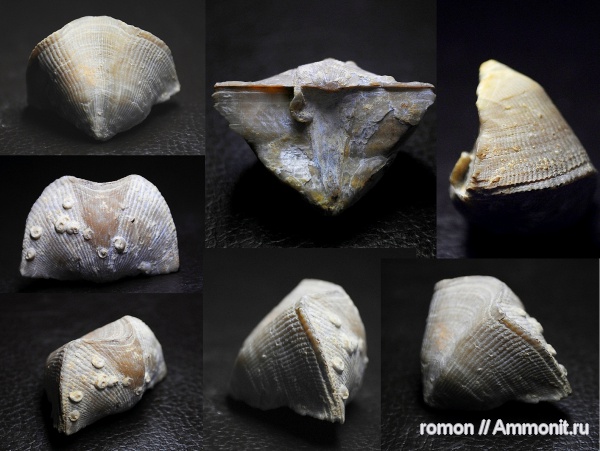 брахиоподы, девон, Devonian, Cyrtospirifer, прижизненные повреждения, Spiriferida, Cyrtospirifer tenticulum, Epizoans