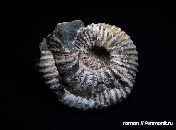 аммониты, моллюски, головоногие моллюски, Ammonites, Parahoplites