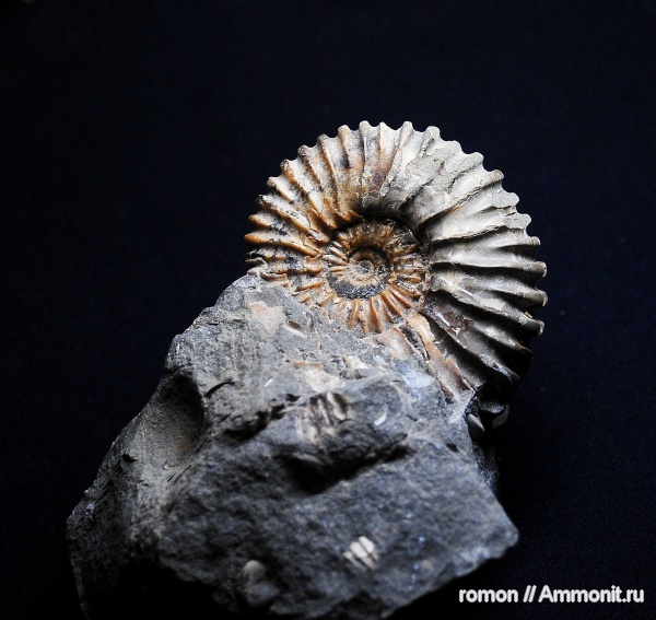 аммониты, Ammonites, Colombiceras