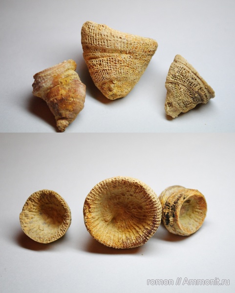 девон, кораллы, Devonian, ругозы