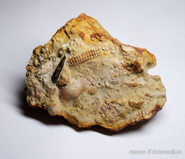 брахиоподы, девон, Devonian, плакодермы, Ptyctodus