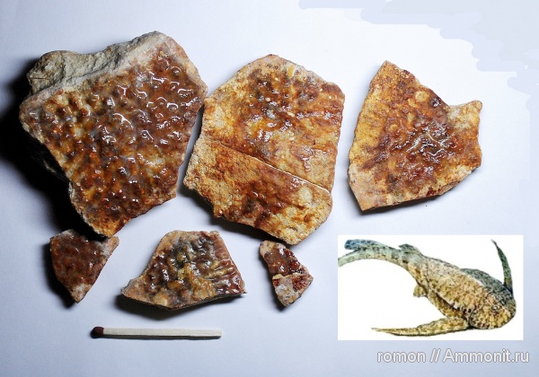 девон, Devonian, плакодермы, панцирные рыбы, Ptyctodus