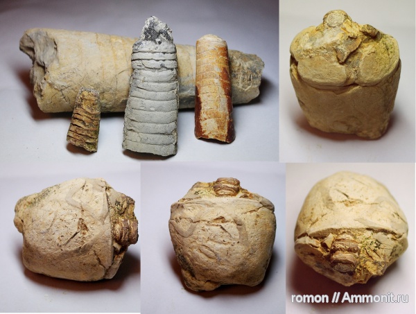 моллюски, ортоцерасы, девон, прямораковинные головоногие, Devonian, Orthoceras, Orthocerida, Discosorida, Cyclopites