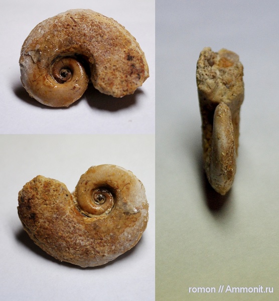 девон, брюхоногие моллюски, Devonian