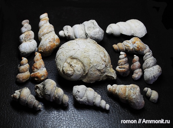 гастроподы, девон, брюхоногие моллюски, Devonian