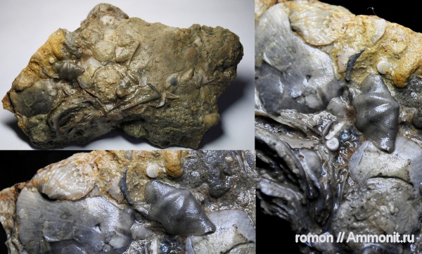 брахиоподы, девон, Devonian, Athyridida, Anathyris