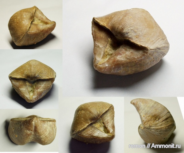 брахиоподы, девон, Devonian, Cyrtospirifer, Spiriferida, Cyrtospirifer arсhiaci