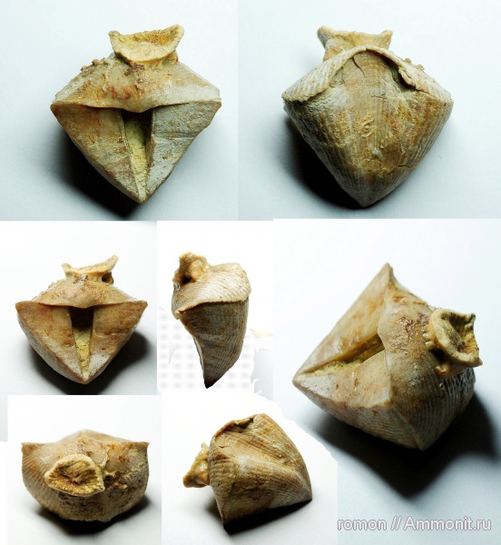 брахиоподы, девон, Devonian, Cyrtospirifer, Spiriferida, обрастание, Cyrtospirifer tenticulum, брахиопода-прилипала, encrustation of brachiopods, Epizoans