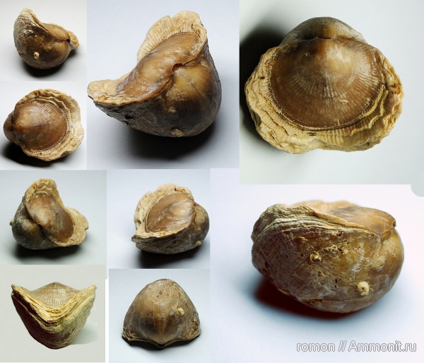 брахиоподы, девон, Devonian, Atrypa, Atrypida, Epizoans