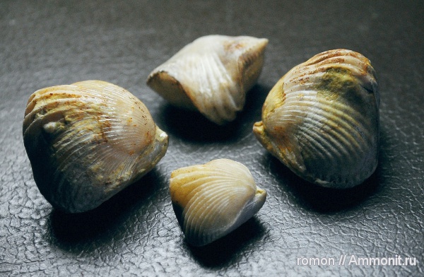 брахиоподы, девон, Devonian, Camarotoechia, Rhynchonellida, Paromoeopygma