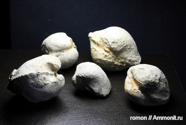 девон, двустворчатые моллюски, Devonian