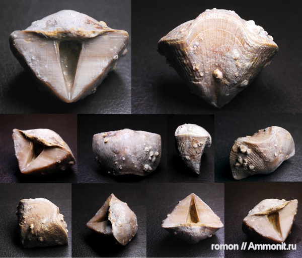 брахиоподы, девон, Devonian, Cyrtospirifer, Spiriferida, обрастание, Cyrtospirifer tenticulum, encrustation of brachiopods, Epizoans