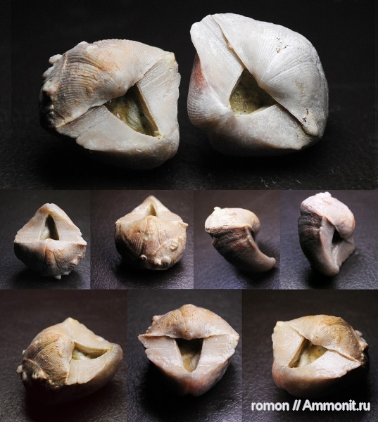 брахиоподы, девон, Devonian, Cyrtospirifer, Spiriferida, обрастание, encrustation of brachiopods, Epizoans