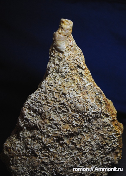 девон, кораллы, Devonian