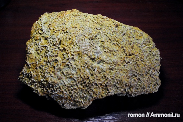 девон, кораллы, Devonian, Aulopora