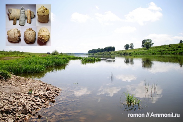 моллюски, девон, наутилоидеи, прямораковинные головоногие, Devonian