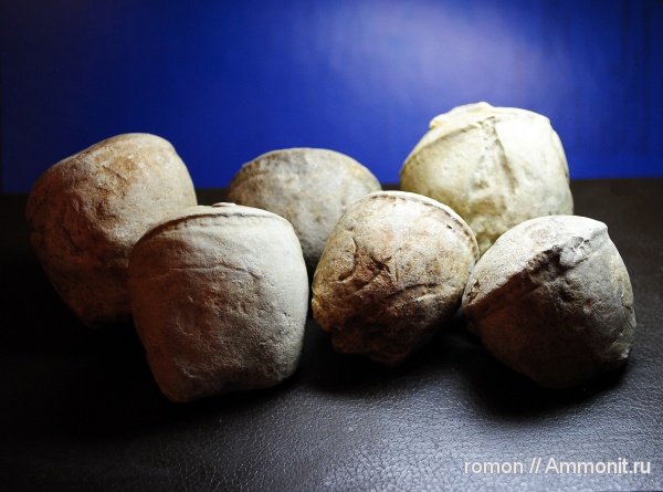 моллюски, девон, прямораковинные головоногие, Devonian, Discosorida, Cyclopites, Taxyceratidae, Cyclopoceras, Cyclopoceras abundans